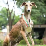 Desi Dog ‘Riya’ Outshines 116 Foreign Breeds, Wins Best Tracker and Dog of the Meet Titles