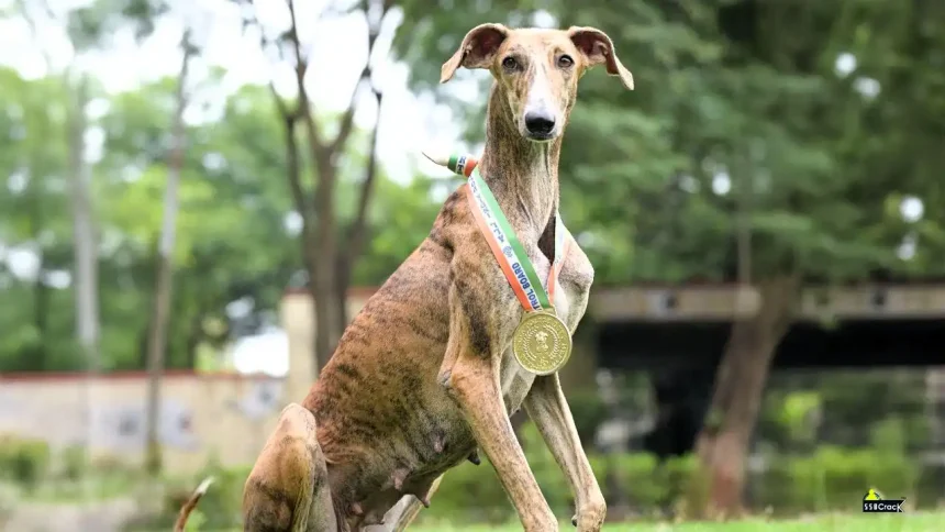 Desi Dog ‘Riya’ Outshines 116 Foreign Breeds, Wins Best Tracker and Dog of the Meet Titles