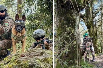 Army Dogs with Soldiers