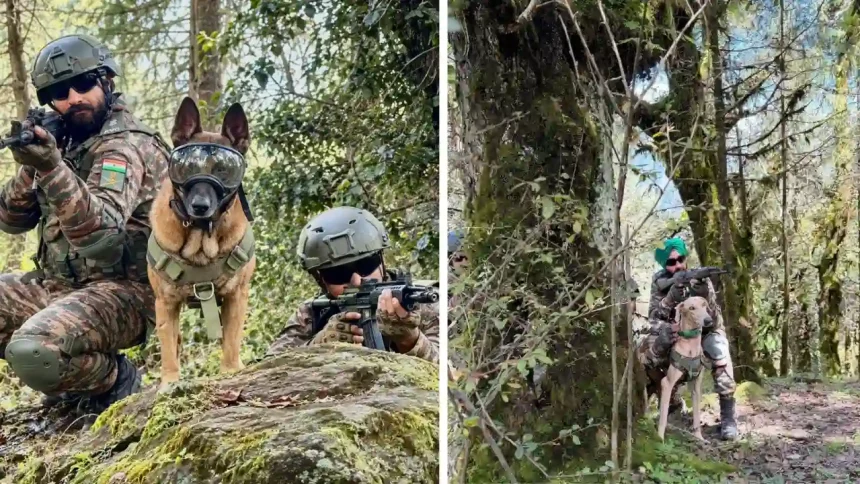 Army Dogs with Soldiers